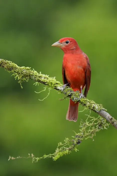 Framed Print : Summer Tanager
