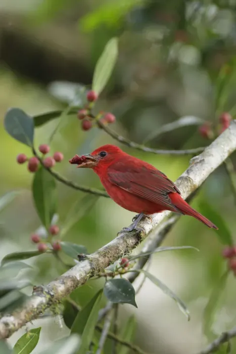 Framed Print : Summer Tanager Framed Print : Summer Tanager