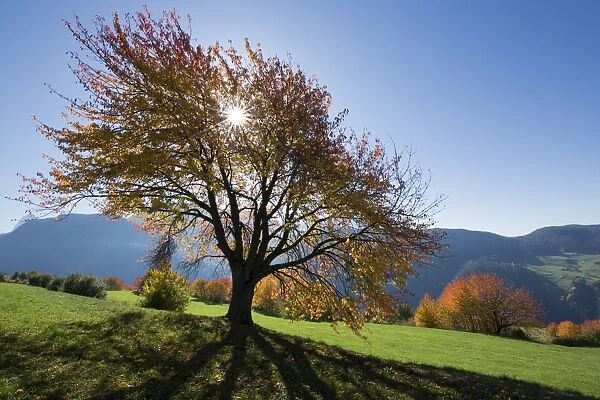 Sun and autumn colored tree