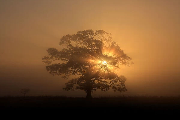 Sun beams, fog and tree