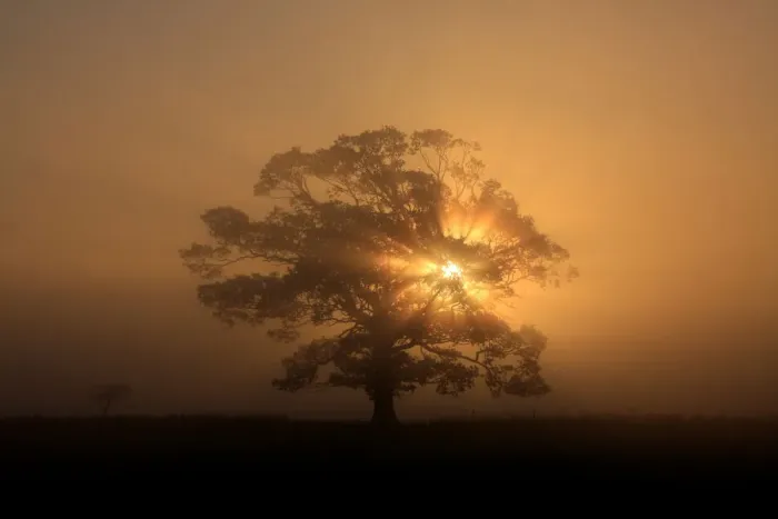 Framed Print : Sun beams, fog and tree Framed Print : Sun beams, fog and tree