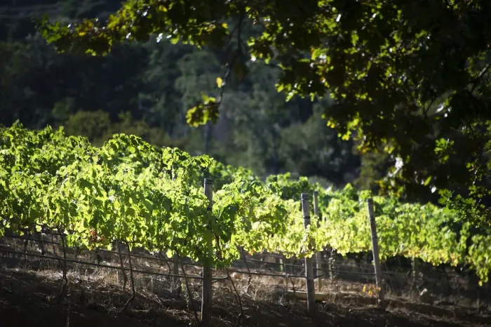 Framed Print : Sun-drenched vines on Groot Constantia, Cape Town. RSA Framed Print : Sun-drenched vines on Groot Constantia, Cape Town. RSA