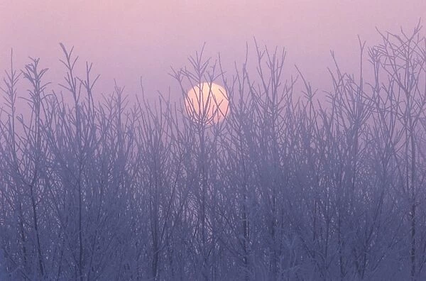 Sun and Frosted Trees, Nagano Prefecture, Japan