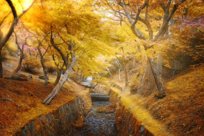Framed Print : sun light ray through golden leaves foliage in autumn Framed Print : sun light ray through golden leaves foliage in autumn