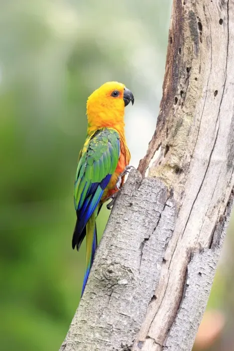 Framed Print : Sun Parakeet -Aratinga solstitialis jandaya-, adult on tree, occurrence in Brazil, captive Framed Print : Sun Parakeet -Aratinga solstitialis jandaya-, adult on tree, occurrence in Brazil, captive