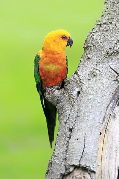 Sun Parakeet -Aratinga solstitialis jandaya-, adult on tree, occurrence in Brazil, captive