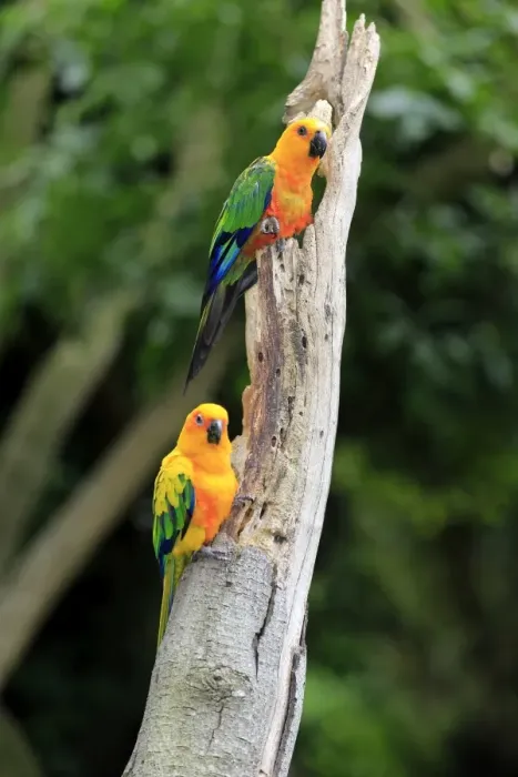 Framed Print : Sun Parakeets -Aratinga solstitialis jandaya-, adult on tree, occurrence in Brazil, captive Framed Print : Sun Parakeets -Aratinga solstitialis jandaya-, adult on tree, occurrence in Brazil, captive