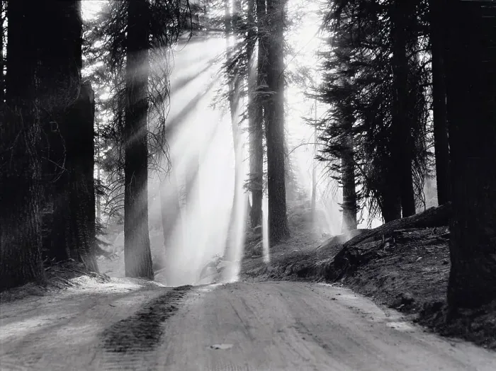 Framed Print : The Sun Penetrating Forest Road Framed Print : The Sun Penetrating Forest Road