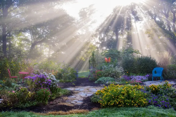 Framed Print : Sun rays in fog in flower garden, Marion County, Illinois, USA Framed Print : Sun rays in fog in flower garden, Marion County, Illinois, USA