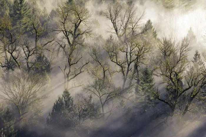 Framed Print : Sun rays through the morning mist Framed Print : Sun rays through the morning mist