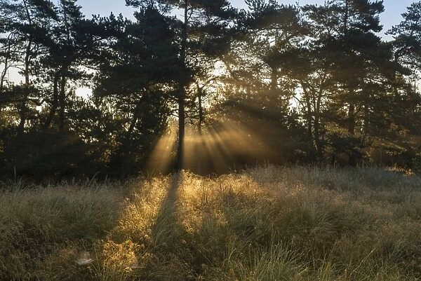 Sun rays penetrate the morning mist above heathlands, Henne Strand, Region of Southern Denmark, Denmark