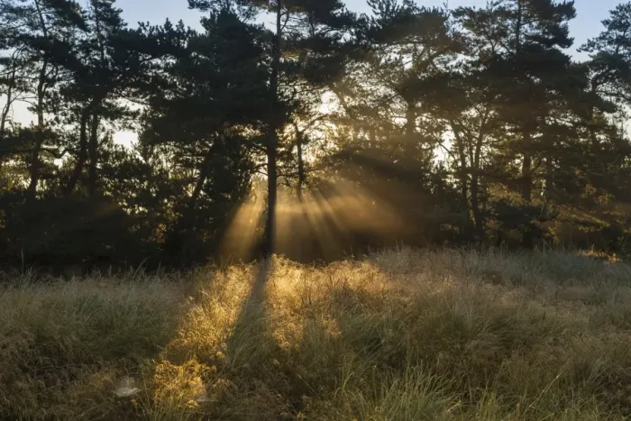 Framed Print : Sun rays penetrate the morning mist above heathlands, Henne Strand, Region of Southern Denmark, Denmark Framed Print : Sun rays penetrate the morning mist above heathlands, Henne Strand, Region of Southern Denmark, Denmark