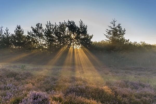 Sun rays penetrate the morning mist above heathlands, Henne Strand, Region of Southern Denmark, Denmark