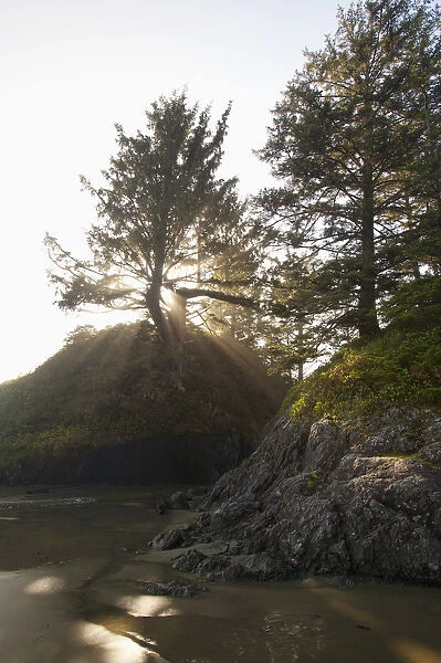 Sun Rays Shine Through A Tree On Long Beach In Pacific Rim National Park Near Tofino; British Columbia Canada