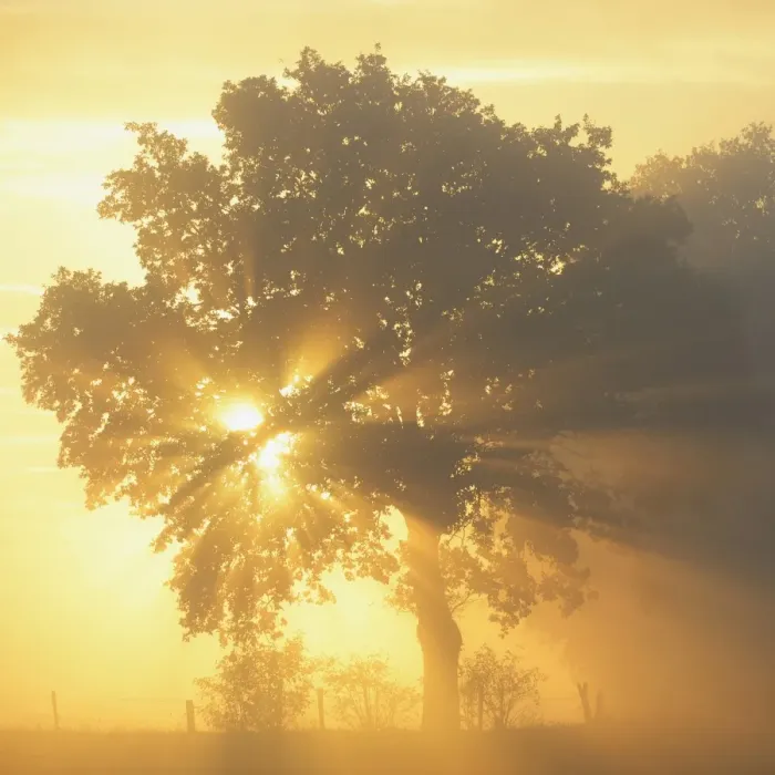 Framed Print : Sun rays in a tree, Dingdener Heide, Hamminkeln, Lower Rhine region, North Rhine-Westphalia, Germany Framed Print : Sun rays in a tree, Dingdener Heide, Hamminkeln, Lower Rhine region, North Rhine-Westphalia, Germany