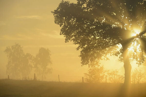 Sun rays in a tree, Dingdener Heide, Hamminkeln, Lower Rhine region, North Rhine-Westphalia, Germany