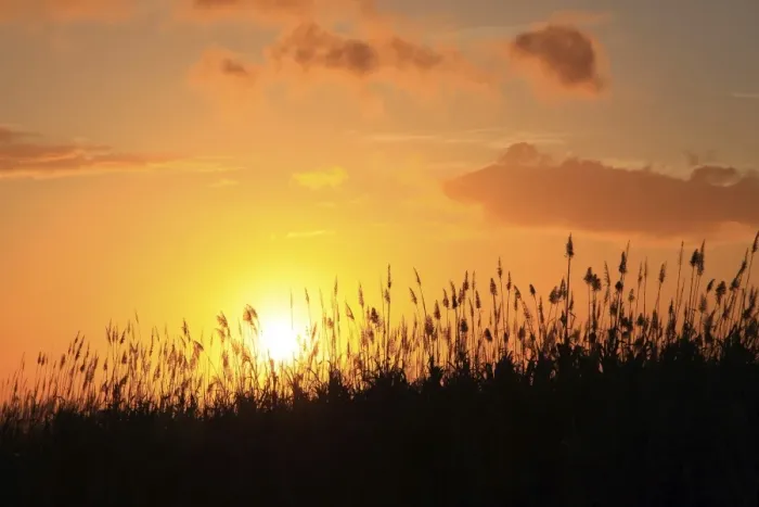 Framed Print : Sun setting behind sugarcane plants at Beau-Bassin, Mauritius, Africa Framed Print : Sun setting behind sugarcane plants at Beau-Bassin, Mauritius, Africa