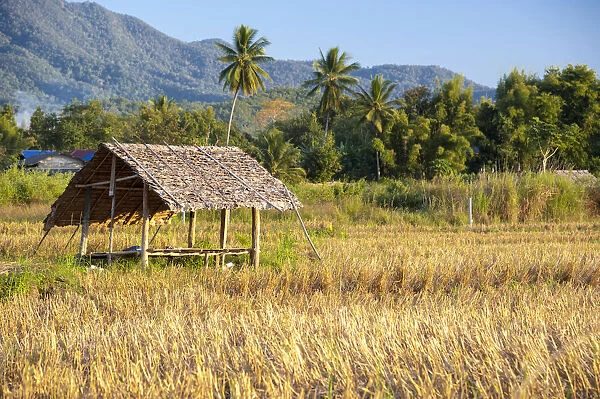 Sun shelter on a harvested rice paddy, field, Northern Thailand, Thailand, Asia