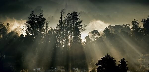 Sun shines through misty trees in Ooty