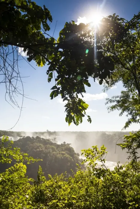 Framed Print : Sun between trees in IguaAzu National Park Framed Print : Sun between trees in IguaAzu National Park