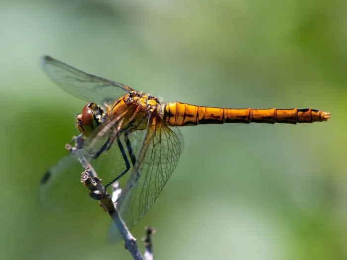 Framed Print : Sunbath. A common darter (genus Sympetrum) resting Framed Print : Sunbath. A common darter (genus Sympetrum) resting