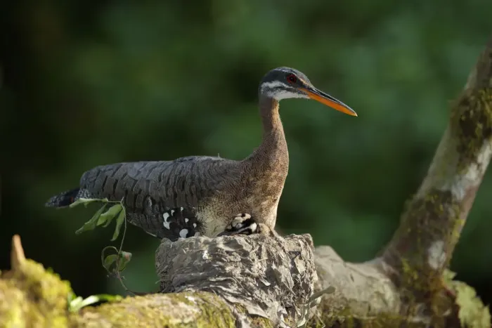 Framed Print : Sunbittern on nesting