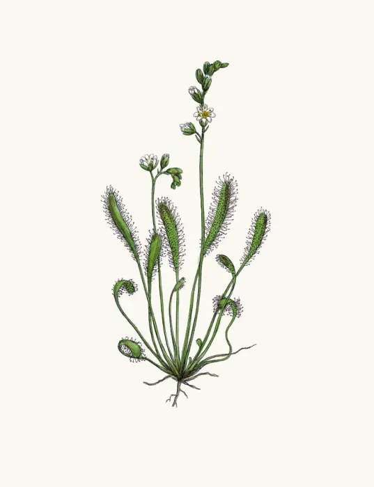 Framed Print : Sundew. Photographic image of an original antique illustration by Sowerby Framed Print : Sundew. Photographic image of an original antique illustration by Sowerby