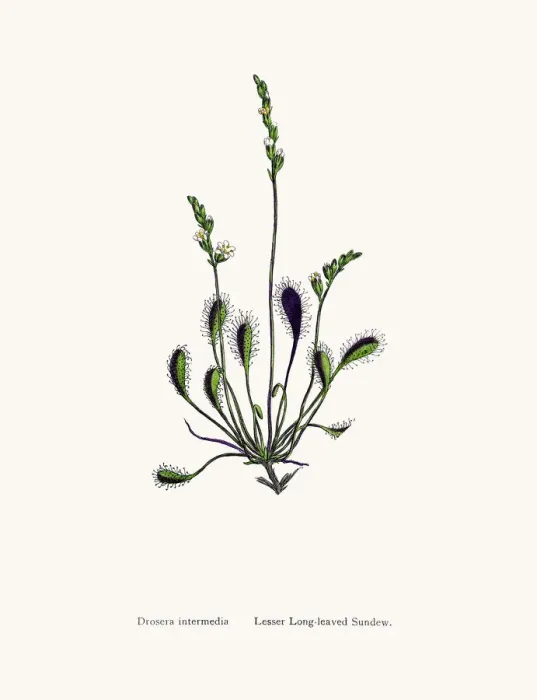 Framed Print : Sundew. Photographic image of an original antique illustration by Sowerby