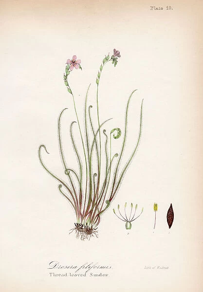 Sundew plant botanical engraving 1843