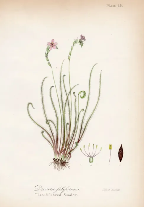 Framed Print : Sundew plant botanical engraving 1843 Framed Print : Sundew plant botanical engraving 1843