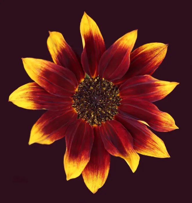 Framed Print : Sunflower Framed Print : Sunflower
