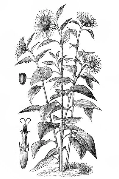 Sunflower. Antique illustration of Sunflower (Helianthus annuus)