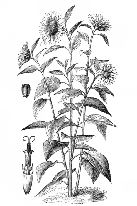 Framed Print : Sunflower. Antique illustration of Sunflower (Helianthus annuus) Framed Print : Sunflower. Antique illustration of Sunflower (Helianthus annuus)