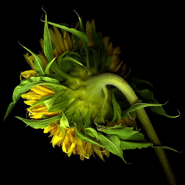 Sunflower. Bouquet of Sunflower, against background