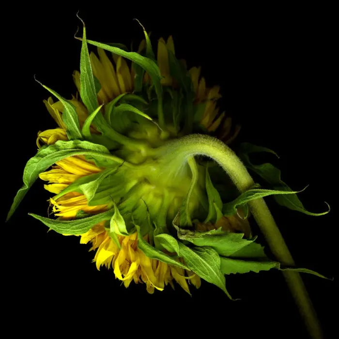 Framed Print : Sunflower. Bouquet of Sunflower, against background Framed Print : Sunflower. Bouquet of Sunflower, against background