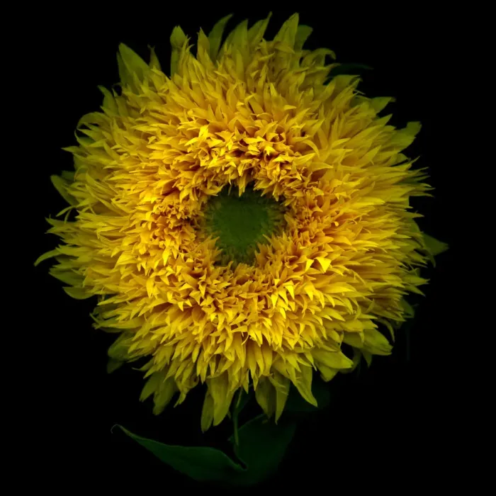 Framed Print : Sunflower