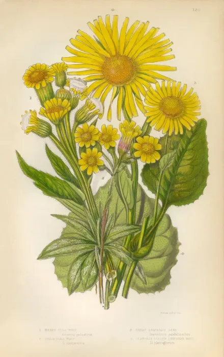 Framed Print : Sunflower, Aster, Ragwort, Fleawort, Tansy, Leopards Bane, Victorian Botanical Illustration Framed Print : Sunflower, Aster, Ragwort, Fleawort, Tansy, Leopards Bane, Victorian Botanical Illustration