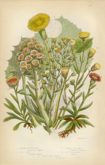 Framed Print : Sunflower, Butterbur, Petasites, Coltsfoot, Fleabane, Victorian Botanical Illustration Framed Print : Sunflower, Butterbur, Petasites, Coltsfoot, Fleabane, Victorian Botanical Illustration