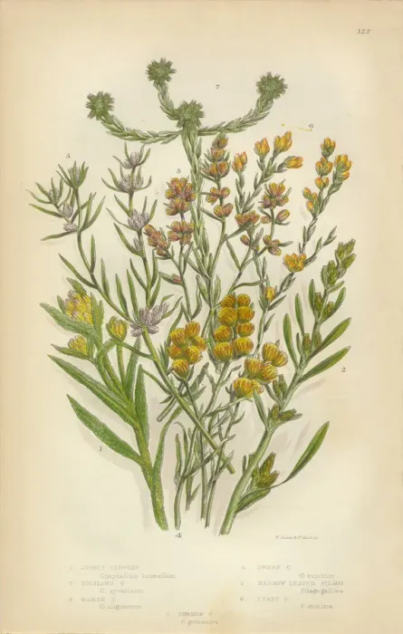 Framed Print : Sunflower, Cudweed, Helichrysum, Filago, Cottonroses, Victorian Botanical Illustration Framed Print : Sunflower, Cudweed, Helichrysum, Filago, Cottonroses, Victorian Botanical Illustration