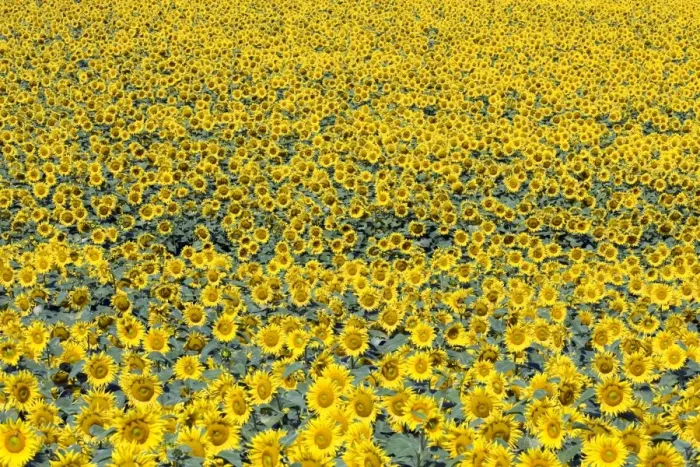Framed Print : Sunflower field, Common sunflowers -Helianthus annuus- Framed Print : Sunflower field, Common sunflowers -Helianthus annuus-