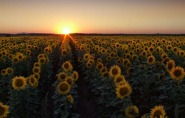 Sunflower field at sunset