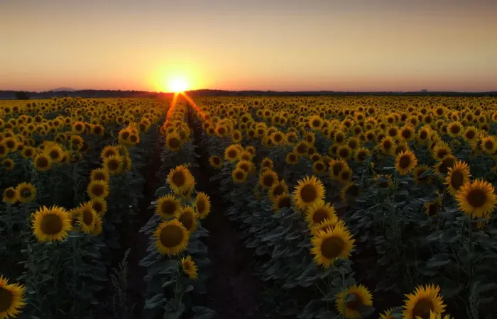 Framed Print : Sunflower field at sunset Framed Print : Sunflower field at sunset