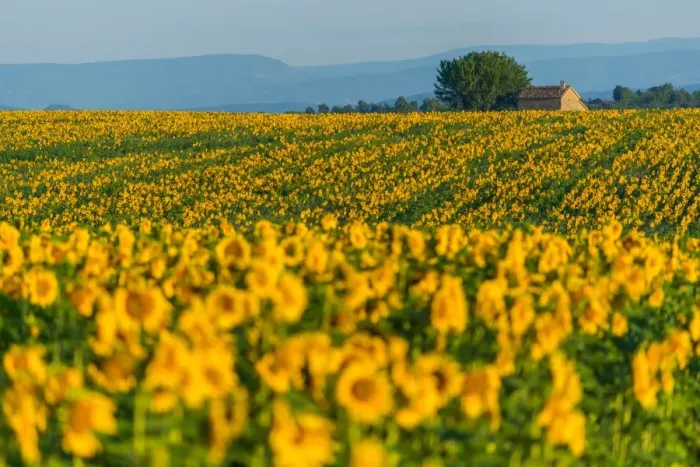 Framed Print : Sunflower Fields in France Framed Print : Sunflower Fields in France