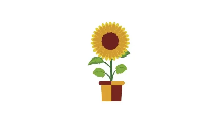 Framed Print : Sunflower flower isolated Framed Print : Sunflower flower isolated
