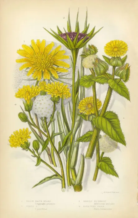 Framed Print : Sunflower, Goatsbeard, Oxtongue, Hawkweed, Victorian Botanical Illustration Framed Print : Sunflower, Goatsbeard, Oxtongue, Hawkweed, Victorian Botanical Illustration