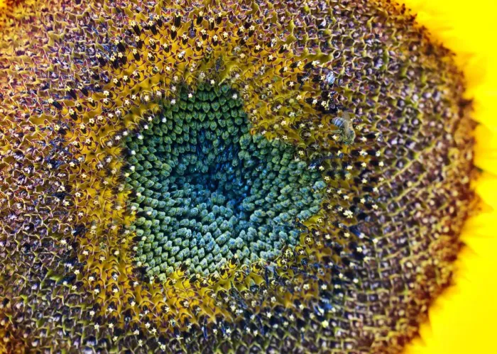 Framed Print : Sunflower Heart Framed Print : Sunflower Heart