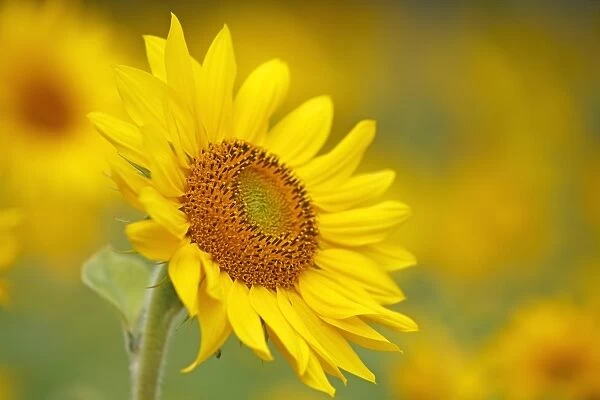 Sunflower -Helianthus annuus-