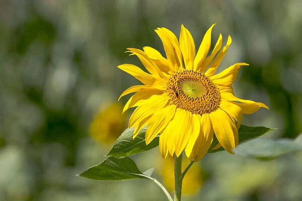 Sunflower -Helianthus annuus-, Baden-Wurttemberg, Germany