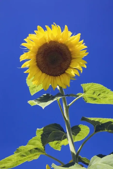 Framed Print : Sunflower -Helianthus annuus- against a blue sky, Quebec, Canada Framed Print : Sunflower -Helianthus annuus- against a blue sky, Quebec, Canada