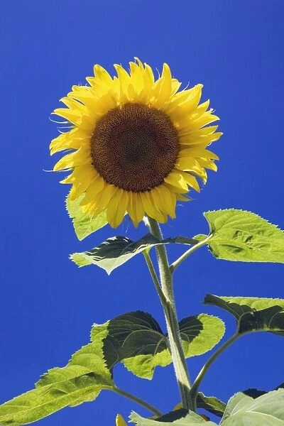 Sunflower -Helianthus annuus- against a blue sky, Quebec, Canada